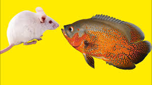 Nitrate shock can also occur in a mature aquarium. Best Top 5 Oscar Fish Eating Super Oscar Fish Feeding Youtube