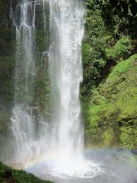 Image result for Disa robusta