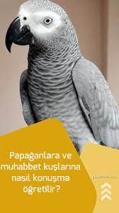 papaganlara ve muhabbet kuslarina nasil konusma ogretilir papagan muhabbet kuslari kus