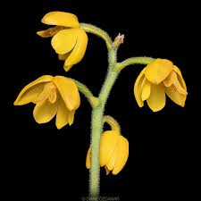 Image result for Polystachya bifida