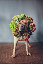 It's an element, and as such, we usually talk about sulfur atoms, which have 16 protons in the nucleus, and 16 electrones spinning if you buy sulfur from a high street pharmacy, you will probably get flowers of sulfur. Dogs With Flowers Dogswflowers Twitter