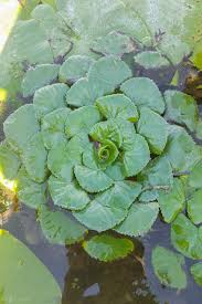 Image result for Trapa natans