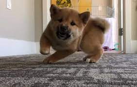 Haribo is a shiba inu living in canada. Geniales Video Zeigt Alle Gerausche Die Ein Shiba Inu Machen Kann Schlappohr