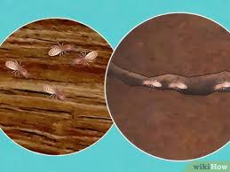 Moreover, termites are not the seasonal insects. How To Get Rid Of Termites With Pictures Wikihow