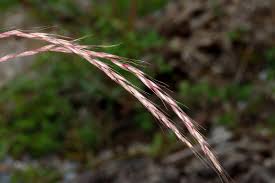 Image result for Anthephora pungens