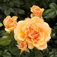 Image result for Isoglossa floribunda