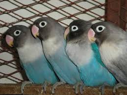 African Lovebirds Reasonable Price Bangalore For Sale In Bangalore South Karnataka Classified Indialisted Com