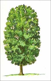 Evergreen trees trees and shrubs trees to plant columnar trees deciduous trees sweet gum baumgarten landscaping trees privacy spring flowering trees blooming plants spring blooms eastern redbud tree judas tree deciduous trees redbud trees tree lined driveway specimen. Selecting Trees By Shape Better Homes Gardens