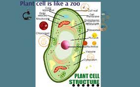 Check spelling or type a new query. Plant Cell Is Like A Zoo By Ashley Arellano