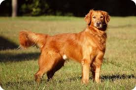Golden Retriever And Irish Setter Mix Eta Oh And I Always Get The Irish Setter Question Golden Retriever Irish Setter Mix Retriever