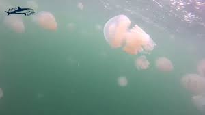 Termenul de anoxie semnifica un continut scazut de oxigen sau chiar o lipsa de oxigen si peste 90% din apa din marea neagra este lipsita de oxigen. Invazia Meduzelor Mari In Marea NeagrÄ Youtube