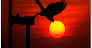 Nature Wallpaper Free Download Birds Animals Wildlife Nature Love Flower Full Size Hd Quality Roy Nature Wallpaper Stock Images Free Beautiful Photos Of Nature