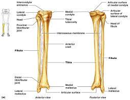 The Fibula Lower Leg Bones Leg Bones Joints Anatomy