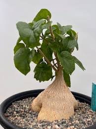 Image result for Pyrenacantha kirkii