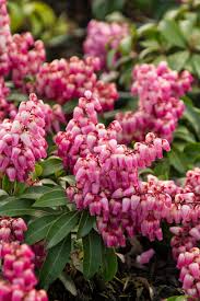 Buy 20 bundles artificial fall flowers for outdoor decoration, fall decoration uv resistant faux outdoor plastic greenery shrubs plants artificial fake flowers hanging planter home garden decor (purple): Winter Flower Ideas For Your Garden Diy Network Blog Made Remade Diy