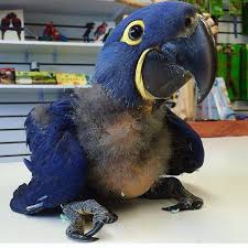 Exotic Bird Eggs For Sale Hyacinth Macaw Babies Botan Birds Farm In 2020 Macaw Parrot Pet African Grey Parrot