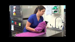 Here you may to know how to wrap cat in towel. How To Towel Wrap A Cat Youtube