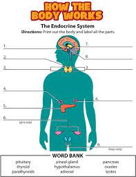 Activity Endocrine System Endocrine System Endocrine Human Body Systems