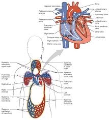 The heart and blood vessels. Cardiovascular System Module 3 Heart Anatomy Cardiovascular System Openstax Cnx