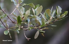 Image result for Brachylaena huillensis