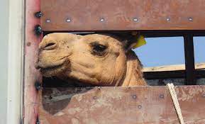 Camels are imported by the gulf states, primarily for racing but some are slaughtered. Https Www Animals Angels De Fileadmin User Upload 03 Publikationen Dokumentationen Animals Angels The Welfare Of Dromedary Camels During Road Transport In The Middle East Pdf