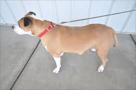 But many lumps are often benign fatty tumors called: Identifying Tumors On Your Dog Whole Dog Journal