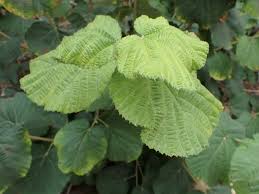 Image result for Grewia villosa