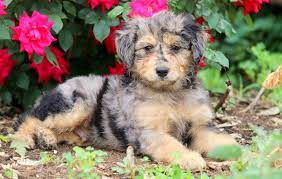 Macho Aussiedoodle Mini Puppy For Sale Keystone Puppies Aussiedoodle Puppies Mini Puppies