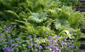 Farne Selbst Vermehren So Klappt S Farne Garten Garten Pflanzen Pflanzen