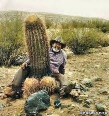 What does a dead cactus look like? Do You Have One 168520786 Added By Cutiepyro At Jumping Cactus