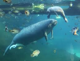 The oldest captive manatee celebrated his 65th birthday on sunday in florida. Baby Manatee Born At Burgers Zoo Zooborns