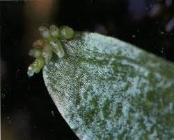 Image result for Platycoryne protearum