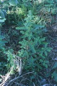 Image result for Phyllanthus