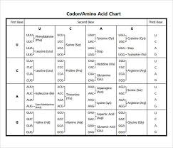 34 Unique Codon Chart Facts