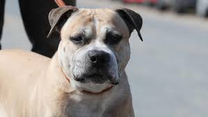 Coole hunde wilde hunde schöne hunde tiere hund süßeste haustiere pitbull welpen hund zeichnungen hund funnies bully pitbull. Rassen Wie American Staffhordshire Terrier Und Pitbull Terrier Sind In Deutschland Verboten Warum Kann Man Sie Hier Dann Trotzdem Kaufen Recht Politik Tiere