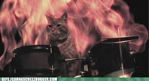 Share the best gifs now >>> I Can Has Cheezburger Drums Funny Animals Online Cheezburger
