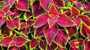 Image result for Coleus foliatus