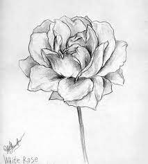 White Rose Pencil Art Drawing By Sofia Metal Queen Rose Flower Art Drawing Pencildrawing Modernart Contem Art Drawings Pencil Art Pencil Art Drawings