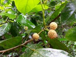 Image result for Lindackeria