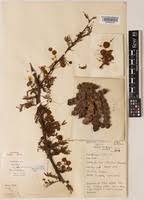 Image result for Acacia kirkii