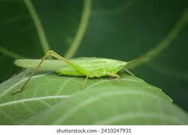 Image result for Ruspolia australis