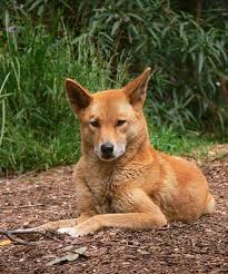 An Ancient Australian Connection To India Wild Dogs Australian Animals Dogs