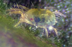 Image result for spotted spider mite
