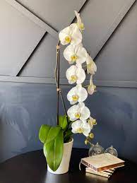 Did you google flower delivery near me in miami? Flower Delivery Miami Luxury Flowers Miami Miami Florida
