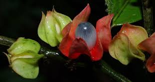 Image result for Heisteria