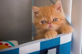 Cat Breeds Panosundaki Pin
