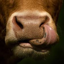 Langue De Boeuf By L M Photographie Magali Landry 500px In 2020 Cow Photography Cow Pictures Cow Nose