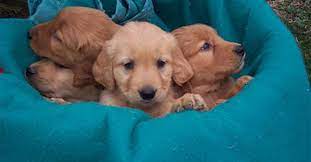Ragom primarily rescues golden retrievers and through foster care provides a home until adoption. Golden Retriever Rescue Mn Change Comin