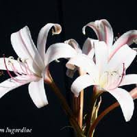 Image result for Crinum lugardiae