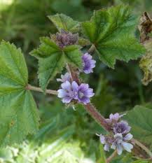 Image result for Malva verticillata